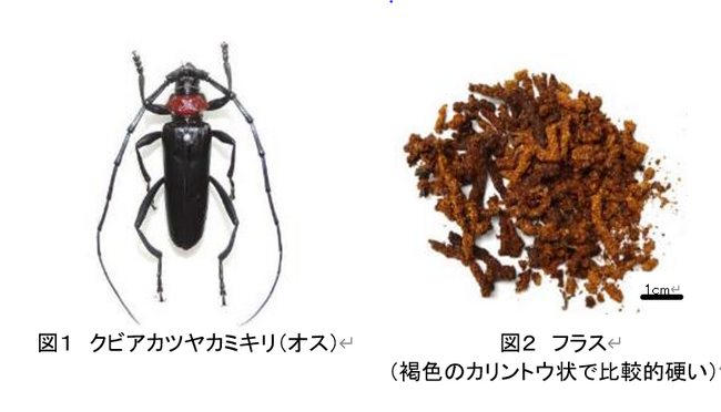 【埼玉県】「クビアカツヤカミキリ発見大調査2025」スタート
