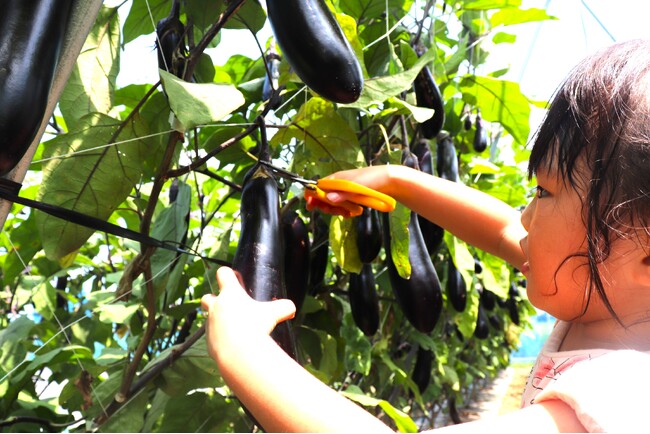 【JAF埼玉支部】「JAFデーinむさしの村夏野菜収穫&夏野菜カレー作り」を開催します！