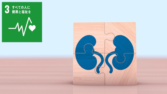 多能性幹細胞から尿管組織を作ることに成功