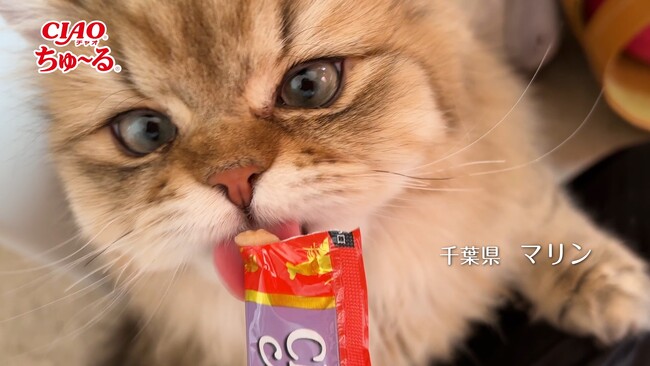 いなばペットフード　全国の猫ちゃんたちが登場！2025年春「CIAOちゅ～る」新CMのパート1動画を公開