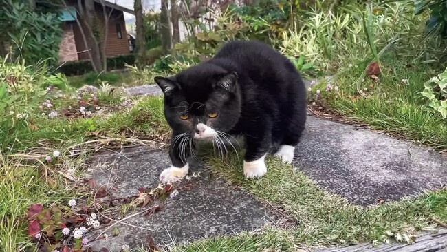 4年10ヶ月の一生を駆け抜けた「猫小人症」の猫 やさしさと笑いに包まれた日々がフォトブックに