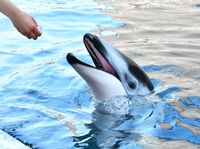 動物たちのいのちを未来へ　カマイルカのオス１頭が将来の繁殖を目指しアドベンチャーワールドに仲間入りしました