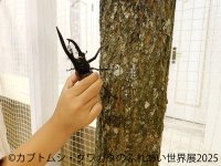夏休みにぴったり♪レア昆虫が集結する「カブトムシ・クワガタのふれあい世界展」と愛らしい「まるっと小動物展」を8月1日～同時開催！
