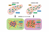 弘前大学の水上浩哉教授らの研究グループが新規膵星細胞亜集団を介した糖尿病による膵導管がんの進展機序を解明