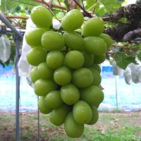 山梨・富士川町発“FUJIKAWA GRAPE”と、干し芋で世界へ挑戦！グリーンクロスファームが『第10回“日本の食品”輸出EXPO』に出展