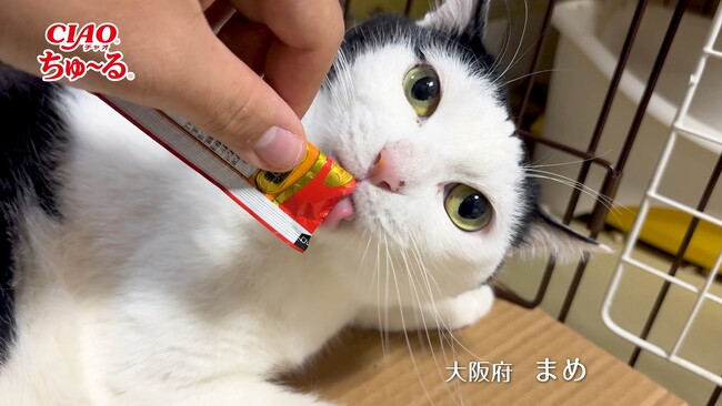 いなばペットフード　2025年春の「CIAOちゅ～る」新CM完成！全国の猫ちゃんたちが登場するパート2動画を公開