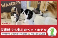 秋田県・WANBOX、災害時のペット避難問題に挑む　犬猫専用の避難施設設立のためCAMPFIREで支援募集