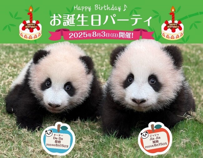 夏休み旅行は香港へ✈かわいい双子の赤ちゃんパンダに会いに行こう！～開園前に優先入場できるジャイアントパンダ見学ツアー発売開始～