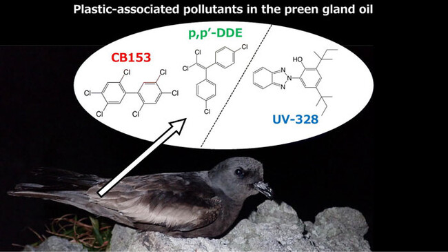 【国内初】伊豆諸島で繁殖する海鳥オーストンウミツバメにプラスチック由来の化学物質の蓄積が明らかに