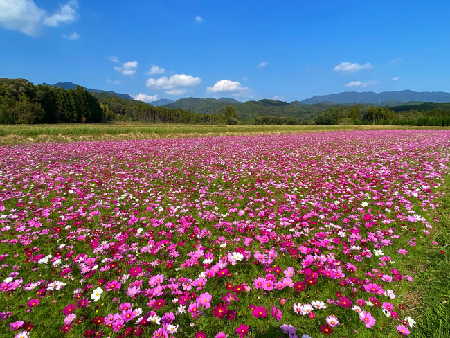 【宮崎県国富町】町花コスモスで花いっぱいのまちづくり
