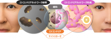 ミトコンドリア研究で新事実