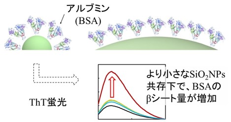 小さいナノ粒子ほどタンパク質二次構造に顕著な影響を与える ～ナノ粒子の医学生物学応用に向けた重要な知見～