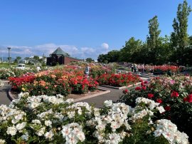 日本最北のバラ園「はぼろバラ園」 日本最北のバラ園「はぼろバラ園」