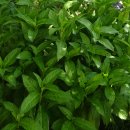 蓼藍(たであい)