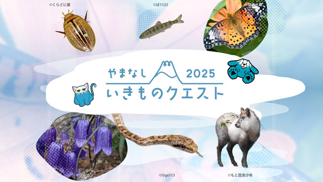 「やまなしいきものクエスト２０２５」を実施します！