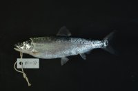 琵琶湖固有の新種としてビワマスに学名が付けられました -- 摂南大学