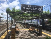 【日本でここだけ！】日本で唯一！駅ホームのぶどう園の傘かけを7月1日（火）に行います。