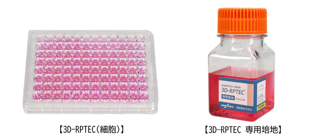 ヒト腎細胞「3D-RPTEC(R)」を用いた プベルル酸毒性評価の論文が英文学術誌に掲載