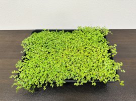 ベビーティアーズシート