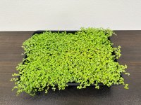 アグリ王とドゥビーアンドカンパニー、世界初の“土を使わないベビーティアーズおよび水耕花苗”を植物工場で通年量産化