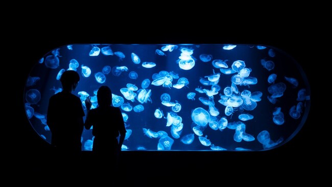 “恋人の聖地*1”の水族館AOAO SAPPOROで、新たな出会い！最新技術を活かした 2 種類の街コン「真夏の“ときめき”水族館」を開催