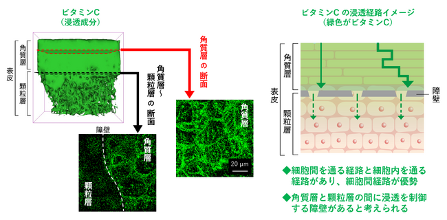 ビタミンCの皮膚浸透経路を3次元イメージングで解明