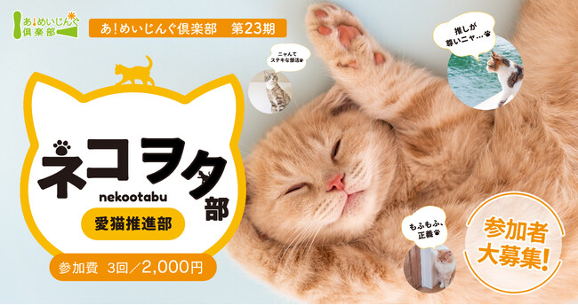 あ！めいじんぐ倶楽部 第23期 猫との暮らしのQOLを劇的に向上！『ネコヲタ（愛猫推進）部』参加者募集【明治産業】