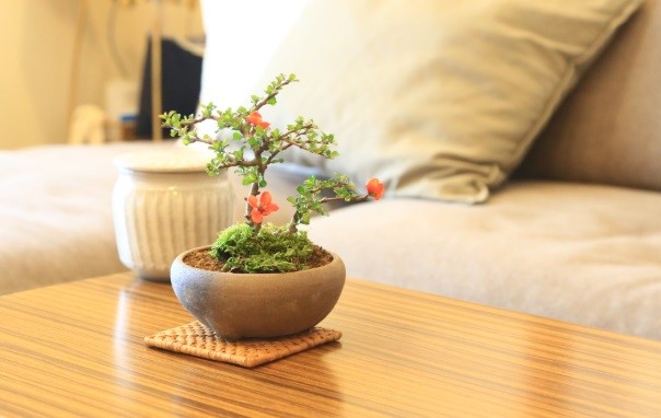 【阪急うめだ本店】ミニ盆栽に癒されて「BONSAI LIFE～毎日に、ときめきを～」