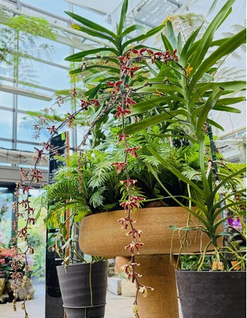 【海洋博公園】～1つの花茎から2色の違う花が咲くボルネオの珍花～ディモルフォルキス・ローウィー　開花