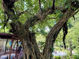 ハートの木 ハートの木