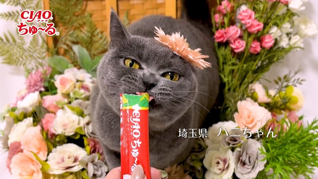 いなばペットフード　「CIAOちゅ～る」新CMパート5動画を公開　2025年春も全国の猫ちゃんたちが出演