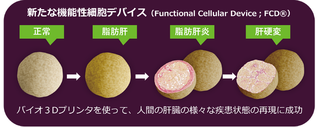 脂肪性肝炎に対する新薬開発に貢献する新たな3D細胞製品を開発