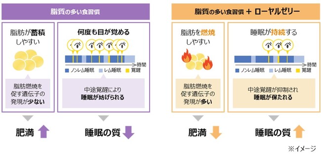 ローヤルゼリーが、高脂肪食による肥満および睡眠の質低下を改善