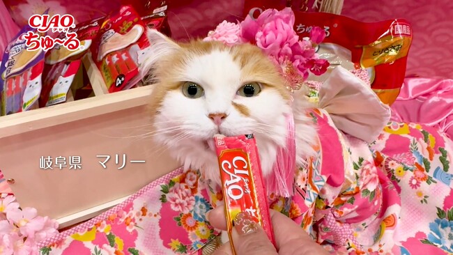 いなばペットフード　全国の猫ちゃんたちが大集合！2025年春「CIAOちゅ～る」新CMのパート6動画を公開