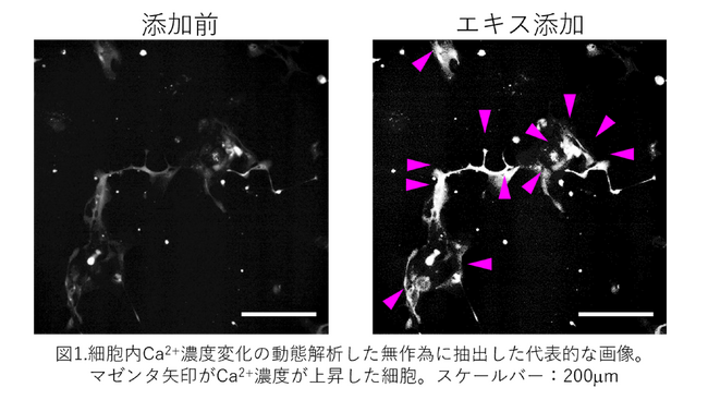 ゆずの残さから抽出したエキスに細胞内Ca2+濃度上昇を促す研究成果を報告