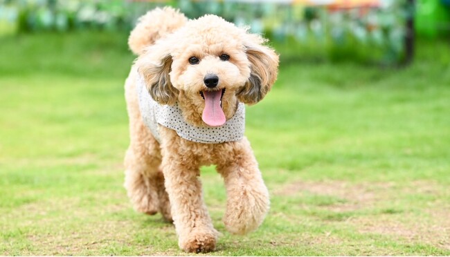 遮熱・放熱・UVカットウエアで愛犬を猛暑から守る、接触冷感付き高機能ペット用クールウエアを７月より発売開始