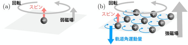 磁気渦物質における角運動量反転現象の理論的発見 ～ゲージ不変な熱力学が導く量子物質の新たな普遍性～