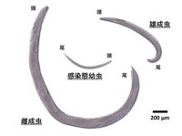 【中部大学】極めて高い殺虫力を備えた昆虫病原性線虫を発見─ 化学農薬に替わる環境にやさしい生物農薬による持続的食糧増産を目指す ─