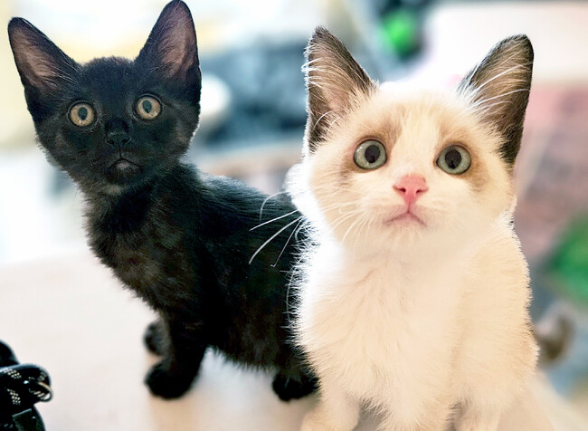 「世界のMUSASHI個展」に動物愛護団体「つかねこ」が参加決定