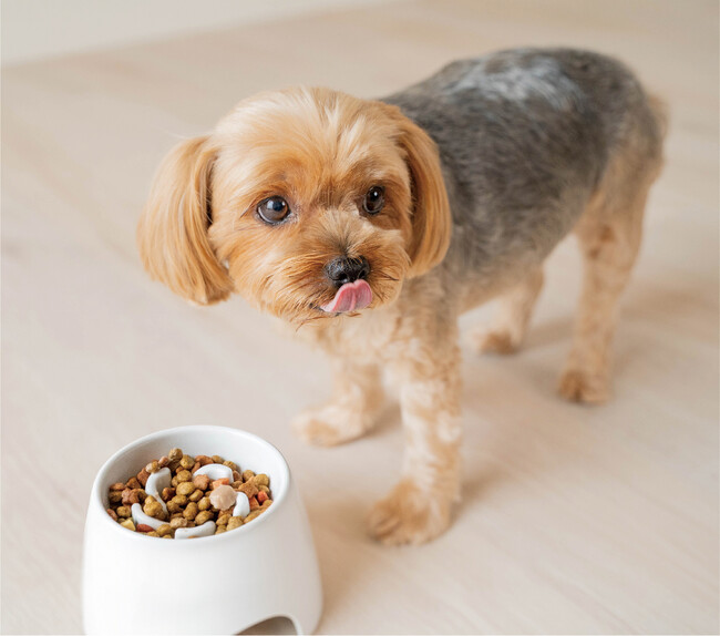 自然な体勢でゆっくり食べられる！愛犬の健康をサポートする凹凸食器。