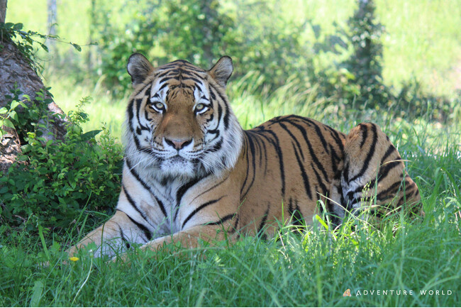 動物たちのいのちを未来へ将来の繁殖を目指し、アムールトラのオス１頭を神戸市立王子動物園に搬出します