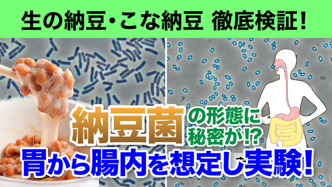 【独占映像】7月10日は納豆の日！生の納豆 vs こな納豆 - 生きて腸まで届く最強の納豆菌はどっち！？ 科学が証明する“そのもの納豆菌”の実力
