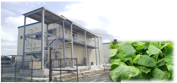 植物による有用タンパク質の大量生産技術を開発しました
