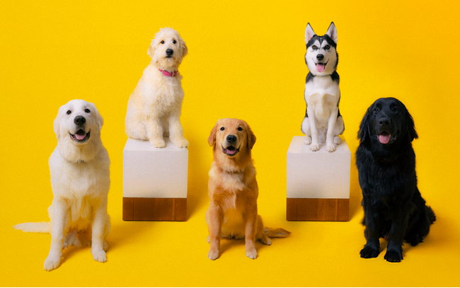 大型犬とふれあえるカフェ「PawsFan」、オープンから3ヶ月で来店者数1,500人突破！