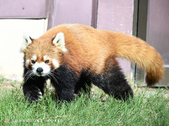 ジャイアントパンダが暮らしていたブリーディングセンターにてレッサーパンダの展示スタート！２０２５年７月１９日（土）～