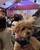 音楽を楽しむわんこ