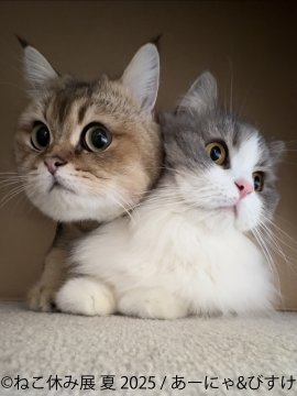 ねこ休み展 展示作品:あーにゃ&びすけ ねこ休み展 展示作品:あーにゃ&びすけ