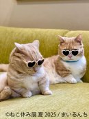 ねこ休み展 展示作品:まいるんち ねこ休み展 展示作品:まいるんち