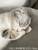 ねこ休み展 展示作品:Muu ねこ休み展 展示作品:Muu