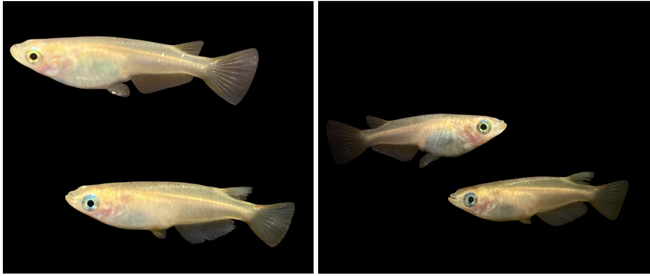 環境移送ベンチャー イノカ、リバネスと共同でTNFD開示対応を支援する分子生物学的評価サービス「BETA」を国内初、事業化。